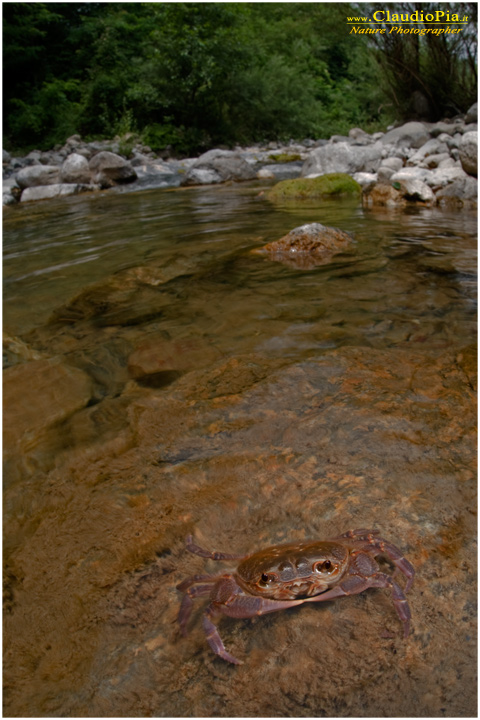 Potamon fluviatile, granchio d'acqua dolce, fresh water crab, fotografia, val di vara